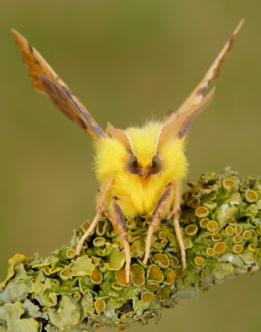 Canary-shouldered Thorn  moth