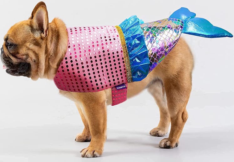 This dog Halloween costume will adorably transform your pup.