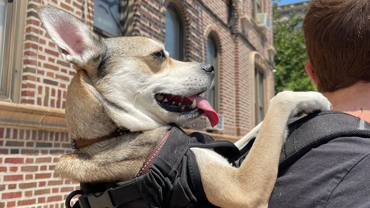 K9 sport sack reviews clearance