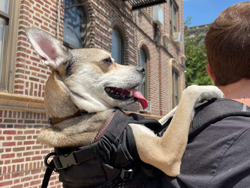 K9 Sport Sack review dog backpack that's actually worth the price