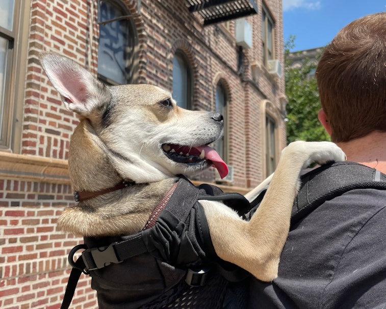 K9 Sport Sack review dog backpack that's actually worth the price