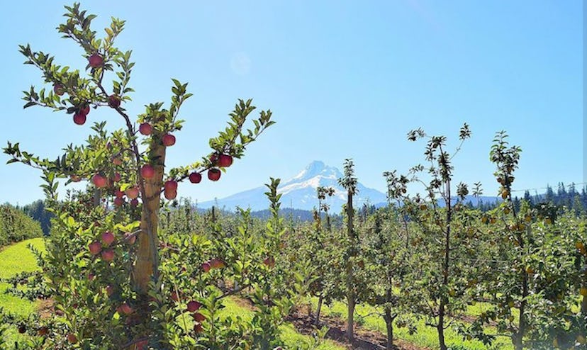 Kiyokawa Family Orchards with snowy mountain in background in Parkdale, Oregon