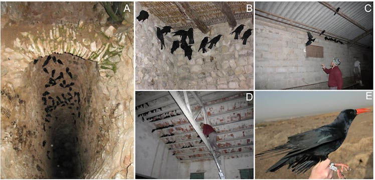 researchers capturing chough in spanish caves to tag them