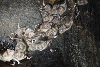 Vampire bats feeding