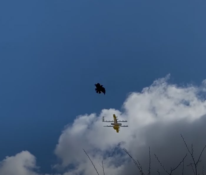 A raven is seen attacking a Wing drone in Australia.