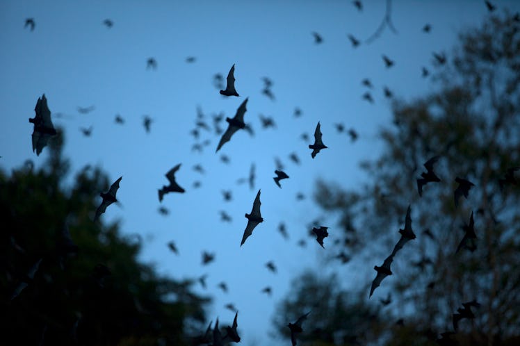 Group of flying bats