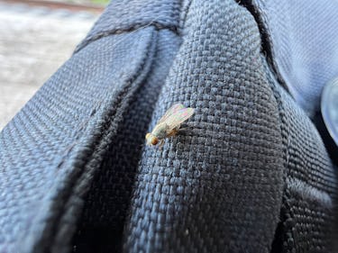 iPhone 13 Pro macro photo of fly on bag