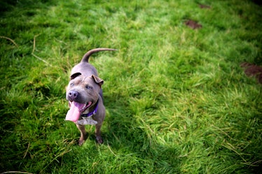 Blue Staffordshire Bull Terrier looking up