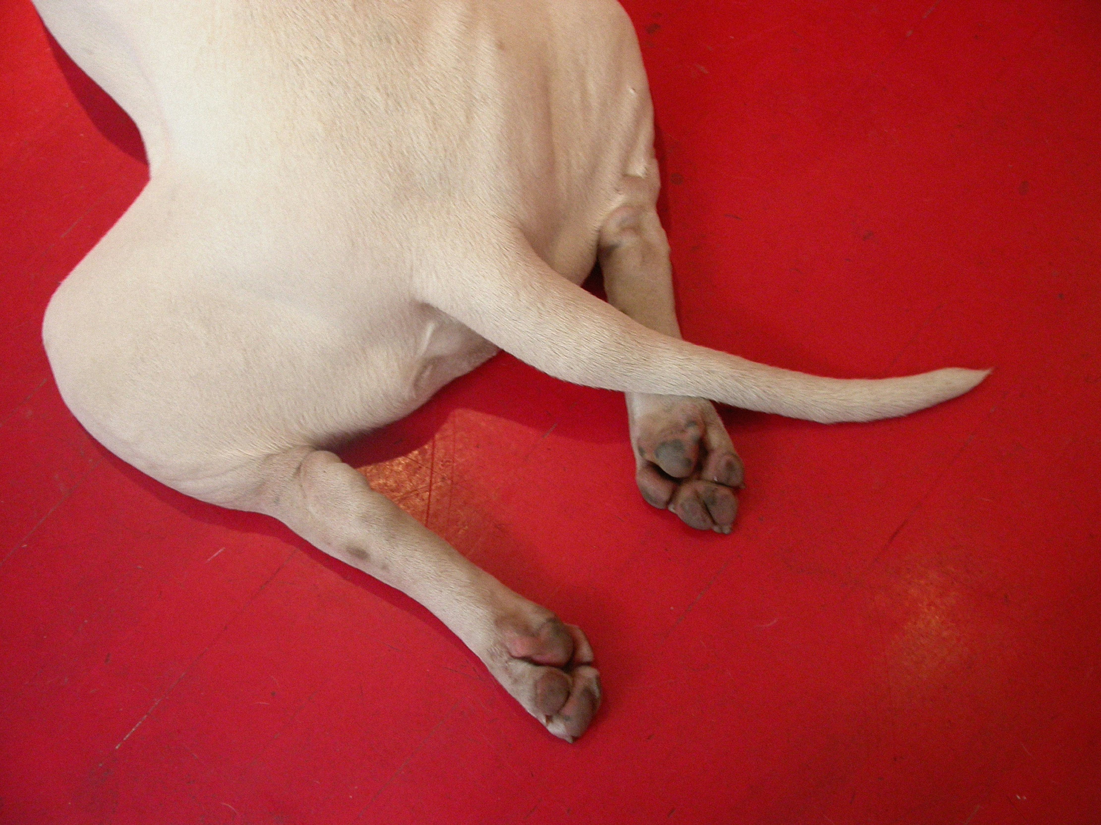 Why do dogs wag their tails? Scientists reveal a complicated answer