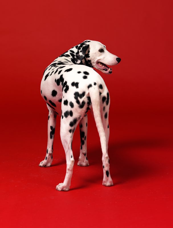 Dalmatian, dog 