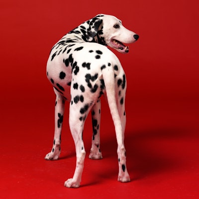 Dalmatian, dog 