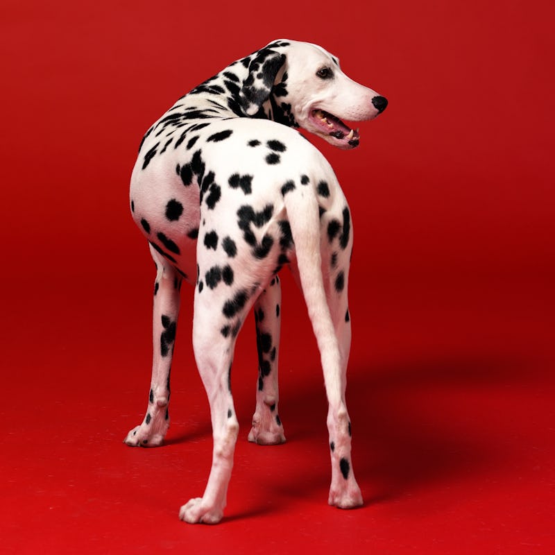 Dalmatian, dog