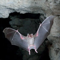 Bloodsucking bats have one thing in common with humans, study reveals