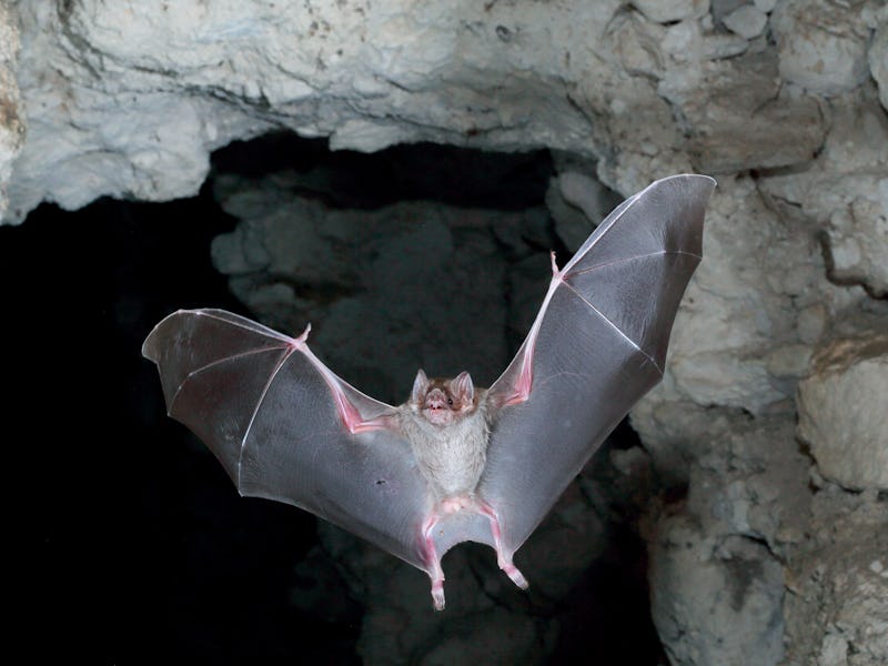 vampire bat