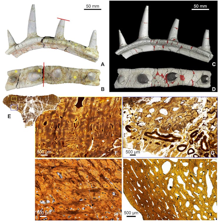 Ankylosaur skin armor