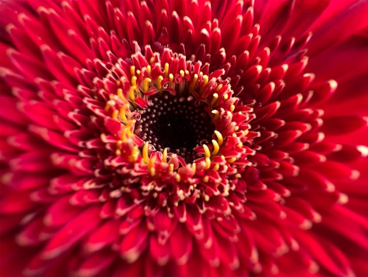 Here's how to use macro photography on iPhone 13 Pro and Pro Max for amazing details.