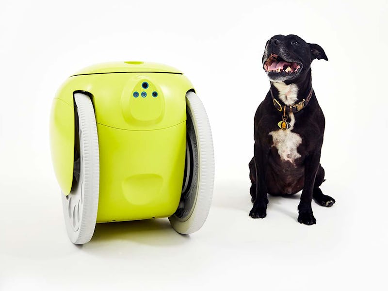 A side-by-side comparison of the Gitamini and a dog