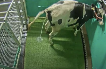 The cow urine could be ‘captured’ in the latrine pen.