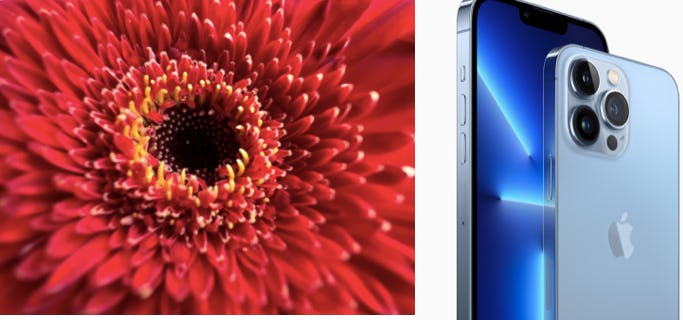 How To Use Macro Photography On iPhone 13 Pro & Pro Max For CloseUps