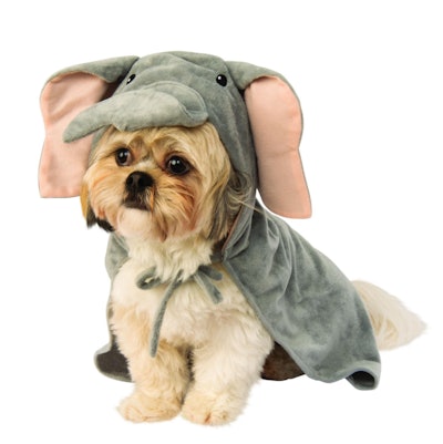 Little dog dressed as an elephant 