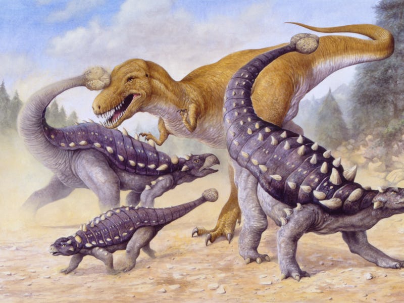 Illustration of three Ankylosaurus fighting with Albertosaurus
