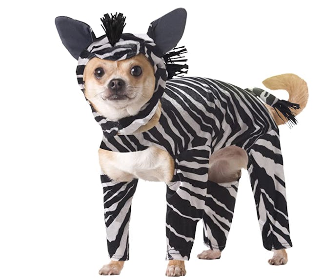 Dog dressed in Zebra costume