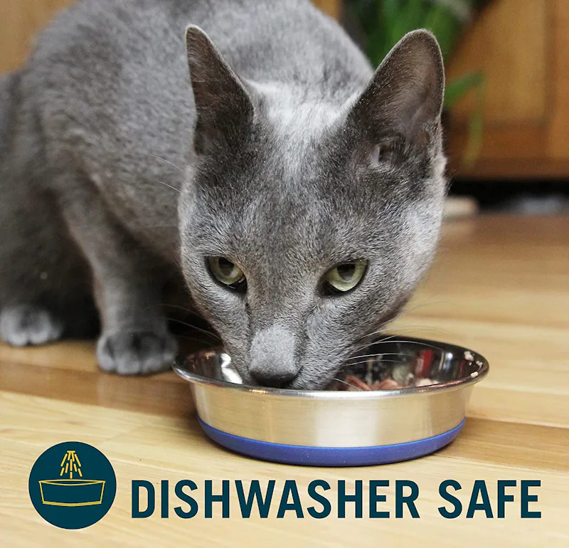 The 5 Best Cat Food Bowls best cat food dishes