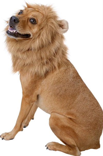 Dog dressed up as Lion with mane