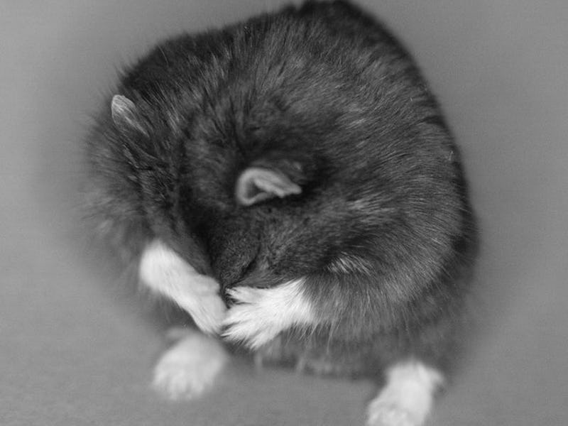 Mr. Goxx hamster photo from Twitter