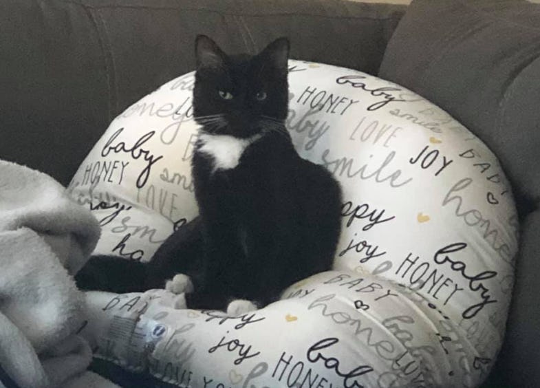 People are repurposing their Boppy Loungers for their pets.