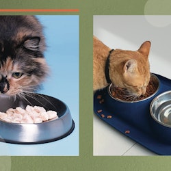 Best Cat Food Bowls