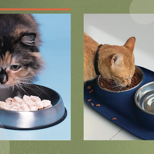 Best Cat Food Bowls