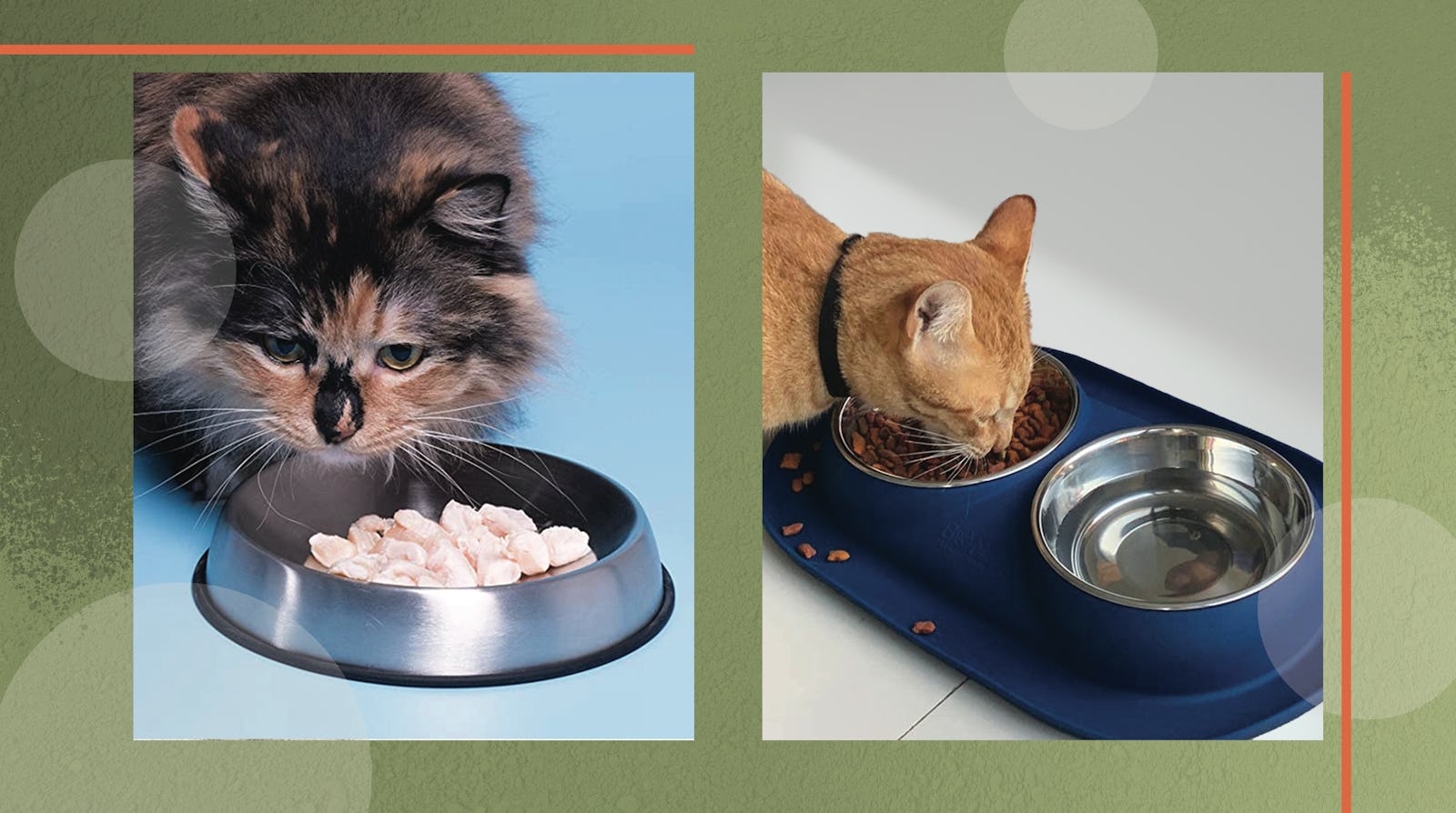 Best Food Bowls For Your Cat