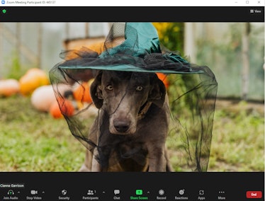 These cute Halloween Zoom backgrounds include a pup in a witch hat.