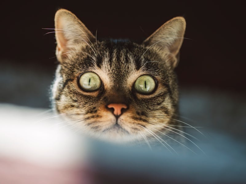 scared cat