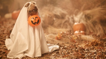 These cute Halloween Zoom backgrounds feature the sweetest pups in costumes.