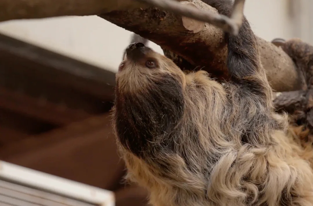Pregnant Sloth Practices For Motherhood With Stuffed Animal pregnant sloth