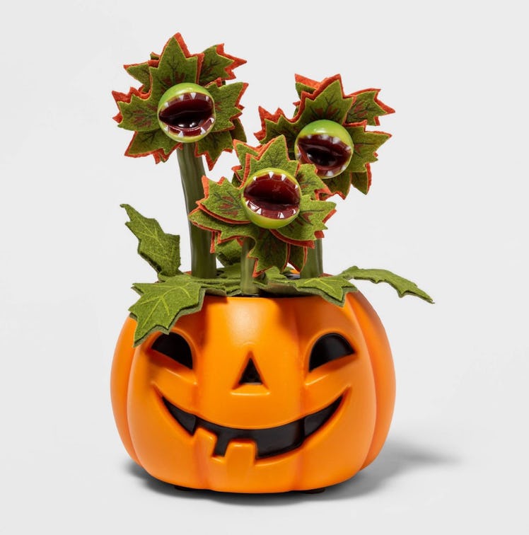 Target's Halloween 2021 succulents includes five new plants.