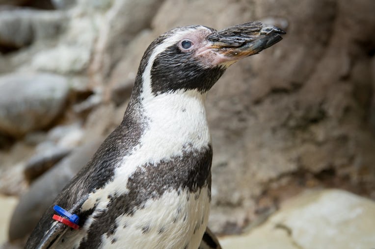 A cute black-and-white penguin.