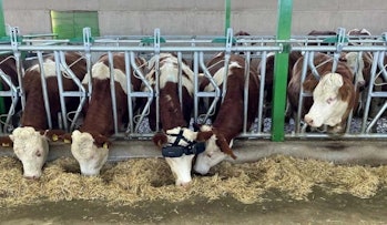 Izzet Kocak's VR cows