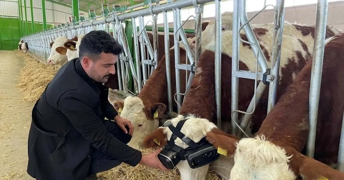 Cows Using Vr The VR cows are really bumming us out
