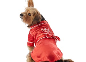 A dog wears a robe from PetSmart's Valentine's Day 2021 collection including valentines dog toys.