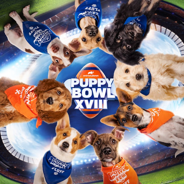 More than 100 puppies are expected to participate in this year's Puppy Bowl, which airs later this m...