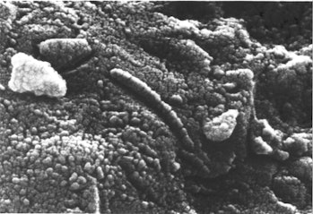 Allan Hills meteorite in microscopic view