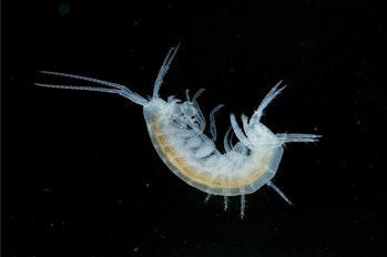 An eyeless, colorless shrimp captured beneath a winterbourne chalk stream.