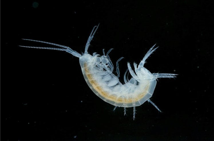 An eyeless, colorless shrimp captured beneath a winterbourne chalk stream.