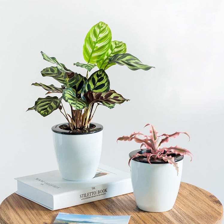 Mkono Self Watering Planter (3-Pack)