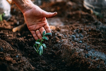 Hand holding tomato seedling in soil