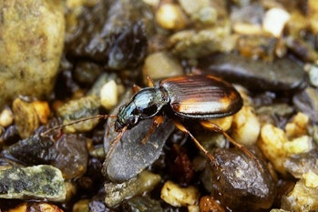 The dry channels of winterbourne chalk streams support species such as this ground beetle.