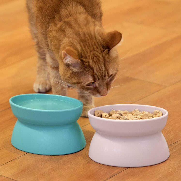 Kitty City Raised Food & Water Bowls (2-Pack)